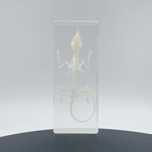 Real Mouse Skeleton Specimens in Resin Paperweight Crafts, Animal Taxidermy Collection for Science Education & Desk Ornament (Mouse Skeleton) - color: Mouse Skeleton