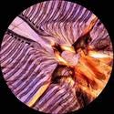 AmScope M162C-2L-PB10 1000X Dual Light Glass Lens Metal Frame Microscope - style: M162C-2L-PB10
