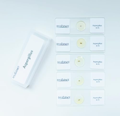 Aspergillus Prepared Microscope Slides, 5 Pack Aspergillus Slides Show Fungal Spores, Learn About The Structure of Brown Mold and Reproduction