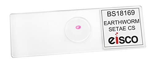 EISCO Earthworm Setae, Cross Section - Prepared Microscope Slide - 75 x 25mm - Biology & Microscopy - size: Single Slide