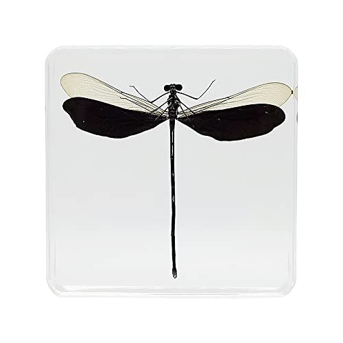 Real Damsefly Insect Specimens in Resin Paperweight Crafts, Animal Taxidermy Collection for Science Education & Desk Ornament (Damsefly) - color: Damsefly