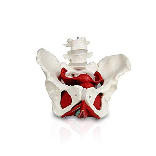 VAP216 Female Pelvis with Organs | Pelvic Floor Muscles and Reproductive Organs | Removable Organs Include Uterus, Colon and Bladder
