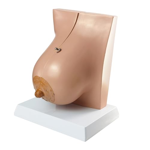 NEW HORIZON Female Breast Anatomy Model