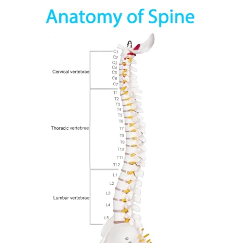 breesky Human Spine Mini Model, 17’’ Spine Anatomy Model with Nerves, Vertebra Model with Stand for Medical Students, Osteopaths and Chiropractors