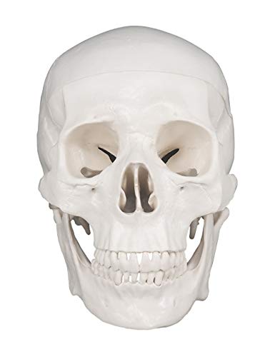 Human Skull Model, Life Size 3-Part Anatomical Model with Removable Skull Cap and Articulated Mandible for Medical Student Human Anatomy Study Course