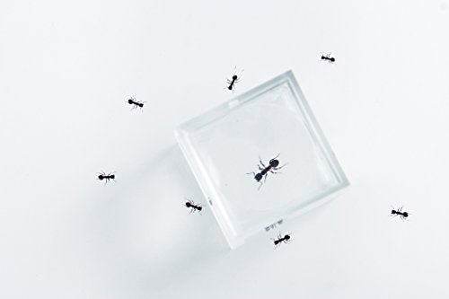 BM-1 Acrylic Specimen & Bug Magnifier 1" Box