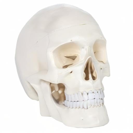 Axis Scientific Human Skull Model for Anatomy Life Size