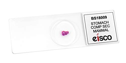 25pk Stomach Composite Section, Prepared Microscope Slides - 75 x 25mm - Classroom Pack, 25 Slides in Storage Case - Anatomy, Biology & Microscopy - Eisco Labs - size: Pack of 25