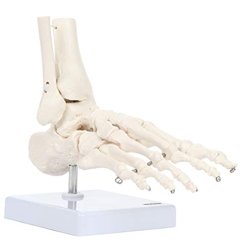 Axis Scientific Life-Size Human Skeletal Foot Model with Ankle