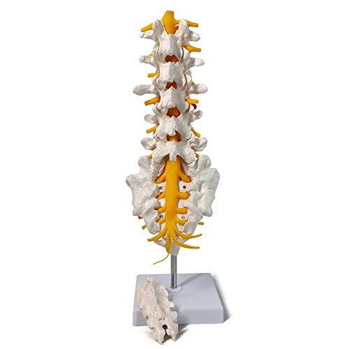 Lumbar Spine Anatomy Model with Sacrum and Spinal Nerves and Base