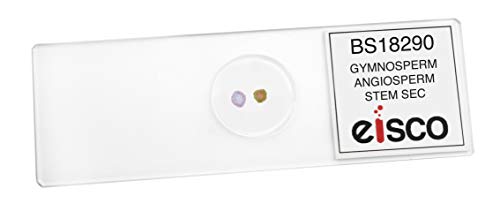 EISCO Gymnosperm & Angiosperm - Prepared Microscope Slide - 75 x 25mm - Biology & Microscopy - style: Single Slide