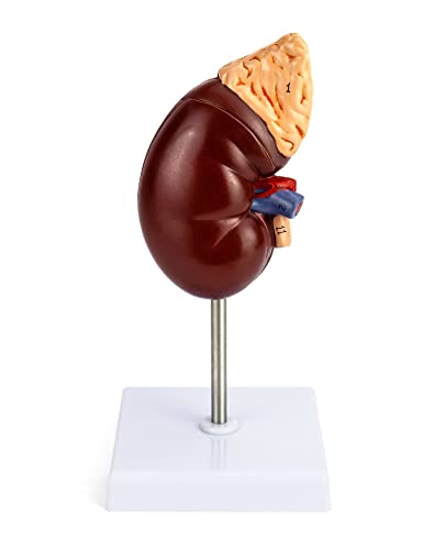 QWORK Life-Size Human Kidney Model, Educational Anatomy Replica Two-Part Structure Teaching Tool for Classroom and Biology Study