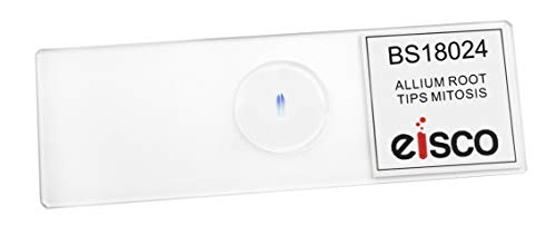 EISCO Allium Root Tips, Mitosis - Prepared Microscope Slide - 75 x 25mm - Biology & Microscopy - size: Single Slide