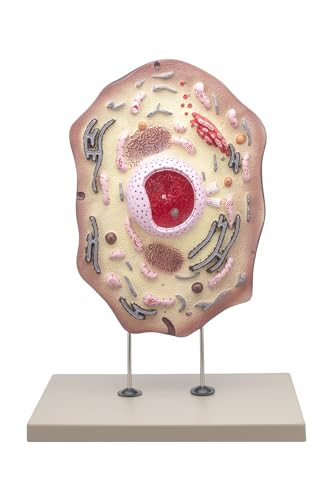Eisco Labs Animal Cell Model, Hand Painted