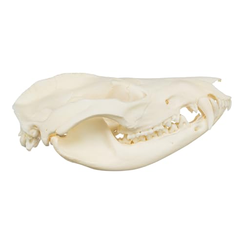 Skulls Unlimited Real Small Animal Skull Specimens - Educational Osteology Display – Multiple Species Available Skulls Unlimited Real Opossum Skull – Small Mammal Osteology Specimen