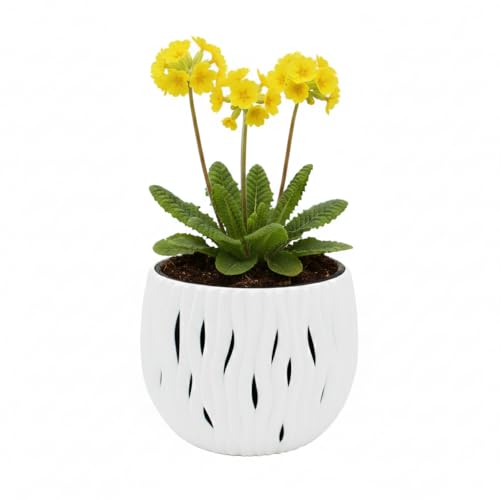 Buzzy Seeds Primrose Grow Kit, Decorative Planter, Indoor Flower Garden