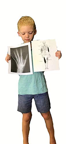 Young Scientists Series - Bones & Muscles, The Senses and Light - style: Set 7