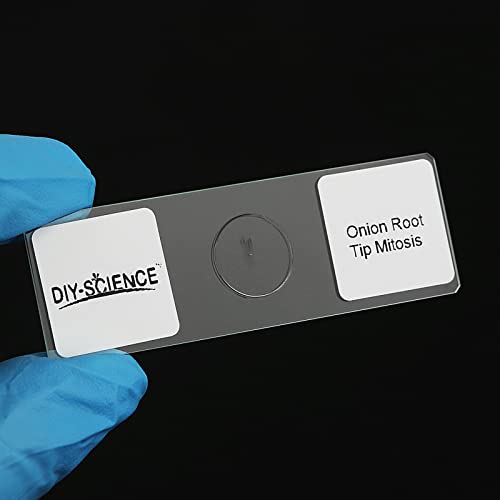 Onion Root Tips Cell Mitosis Microscope Slides Set, 5pcs Pack Show Plant Cell Mitosis Stages for Plant Genetics Biology Science Class (5 Count) - color: 5 count
