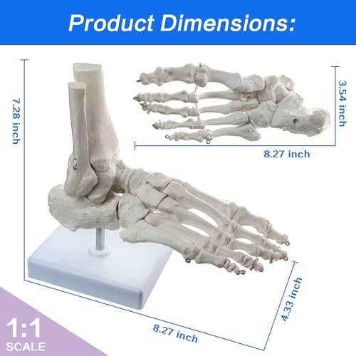 Human Foot and Ankle Model, Life Size Medical Anatomy Foot Skeleton Model