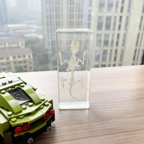 Real Mouse Skeleton Specimens in Resin Paperweight Crafts, Animal Taxidermy Collection for Science Education & Desk Ornament (Mouse Skeleton) - color: Mouse Skeleton