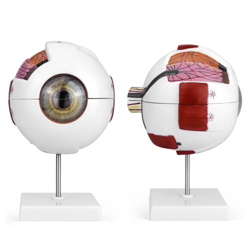 QWORK 6X Enlarged Human Eye Anatomy Model, 2 Pack Magnified Eyeball Model with Detachable Bracket, Anatomically Accurate Science Education Display
