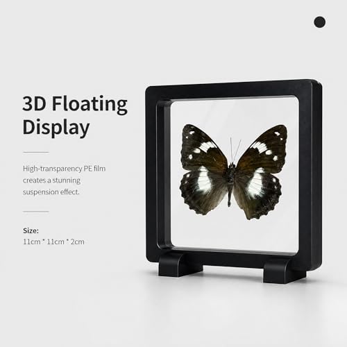 1pc Real Butterfly Specimen PE Film Suspension Box Home Decor Gift for Kids Science Education Framed Taxidermy Desktop Ornament (Mimathyma schrenckii) - color: Mimathyma Schrenckii
