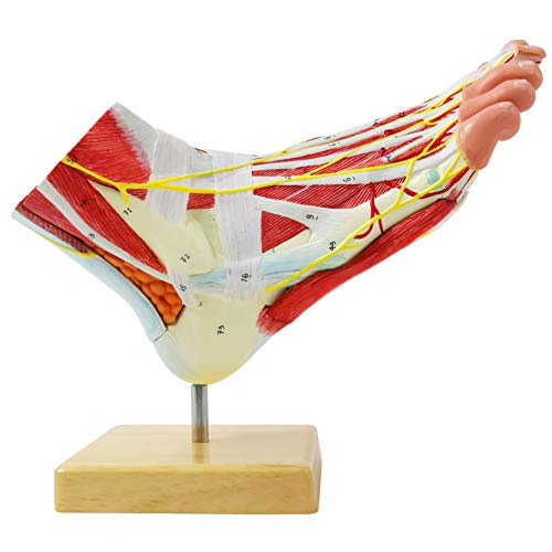 Generies Natural Large Foot Anatomical Model 9 Parts with 81 Digital Signs