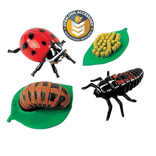 Ladybug Life Cycle Figurines – 4-Piece Educational Set – Oversized Bug Models for Preschool, STEM Science, Sequencing & Classroom Biology Lessons – Ages 4+ - style: Ladybug