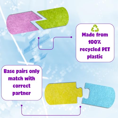 Roylco DNA Builder – Back to School Interactive DNA Model Kit for Kids, Hands-On STEM Activity for Classrooms, Science Centers & Homeschool Learning