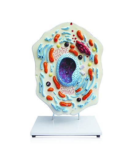 JS00132 Animal Cell Model