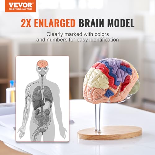 VEVOR 4-Part Human Brain Model Anatomy with Labels & Display Base, Color-Coded Life Size Human Brain Anatomical Model for Science Classroom Study & Display