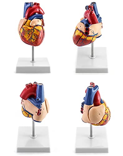 QWORK Human Heart Model, 2 Pack Anatomically Accurate Numbered 2-Part Life Size Heart Model with 34 Anatomical Structures, Held Together with Magnets on Base