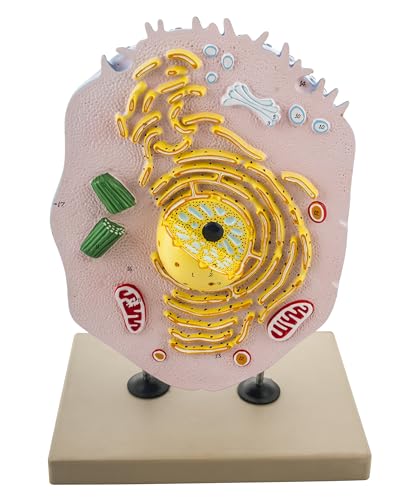 Eisco Labs Animal Cell Model, Hand Painted