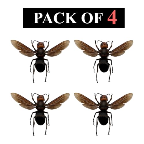 4 Real Wasp Specimens Unmounted Dried Taxidermy Pinning Collection BO99X4 - color: 4 Beetles #99