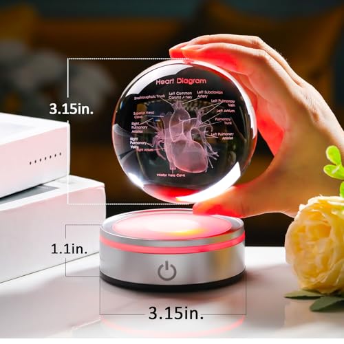 3D Heart Model Crystal Ball Doctors Gift, Cardiologist Gift for Men and Women with Colorful LED Base, Medical Statue for Psychology Graduation, Christmas Heart Anatomy Art Decor - color: Heart