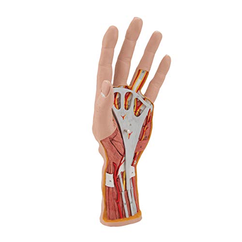 3B Scientific M18 Internal Hand Structure Model 3-Part - 3B Smart Anatomy
