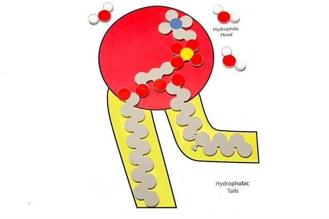 Phospholipid & Membrane Transport Kit - Science Model - Science Kit - Biology - Students, Science Learners - Students and Educators - Youth, Teen