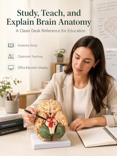 Human Brain Model, 41 Numbered Brain Anatomy Model, Life-Size, 8 Parts