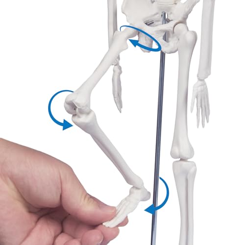 17.7-Inch Mini Human Skeleton Anatomy Model with Movable Joints