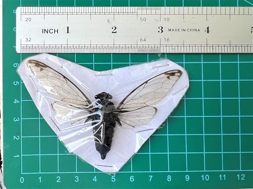 4 Real Cicada Specimens Mounted Insect Taxidermy Entomology Set VE78X4 - color: 4 Real Cicada #78