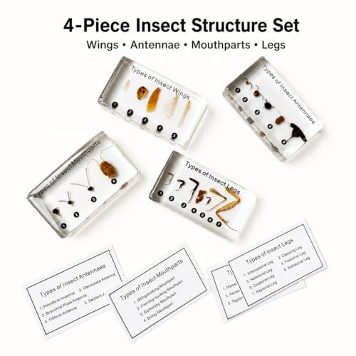 4pcs Insect Appendage Specimens in Resin-Taxidermy Insect Monthparts,Antennaes,Wings,Legs for Science Education,Collection,Décor,Gift(2.87x1.16x0.59inch) - color: insect body part specimens