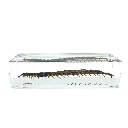 Centipede(chilopod)(scolopendra)Paperweights Specimen for Science Education Paperweight for book for office for desk(4.4x1.6x1.1")