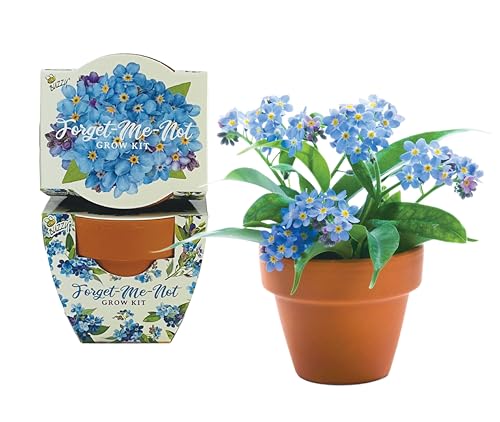 BUZZY Seeds Forget-Me-Not Grow Kit 12-Pack, Terracotta Pots, Daydream - color: 12pk Forget-me-not