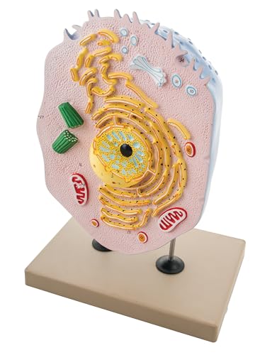 Eisco Labs Animal Cell Model, Hand Painted