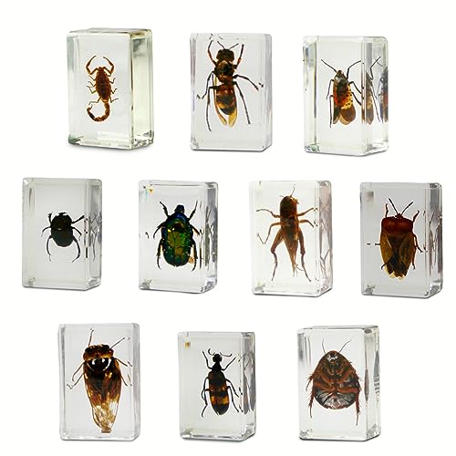 Geoworld 10 Insect Specimens Set - Real Beetles, Scorpions, Crickets in Resin with Magnifying Glass & Booklet - Great for Science Projects - Kids Scientific Educational Toy