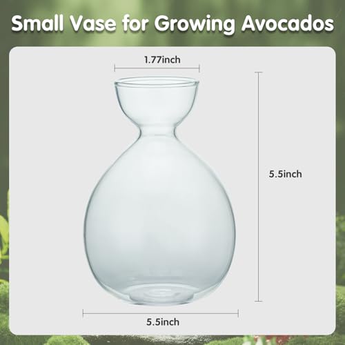 2PCS Small Avocado Grow Vase Glass Acorn Seed Starter Vase Pot for Growing - size: 2PCS Plain 3.74*3.74*5.11inch