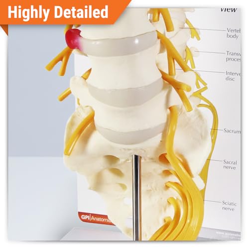 GPI Anatomicals 5-Piece Vertebrae Model with Sacrum, Spine Model - style: 5-Piece Vertebrae Model with Sarcum