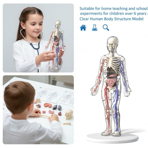 Clear Human Body Structure Model - Max 43-Piece Set, Removable Organs Bones & Transparent, DIY Assembled Human Torso Organ Model, 3D Human Body Skeleton Model for Anatomy (Full Organ Set)