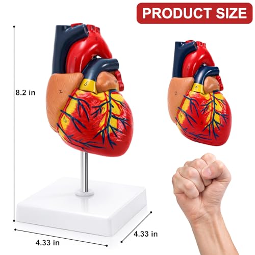 Life Size Human Heart Model, 2-Part Magnetic Anatomical Model, 30 Labels