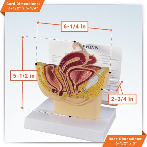 GPI Anatomicals Female Pelvis Model - style: Female Pelvis Model